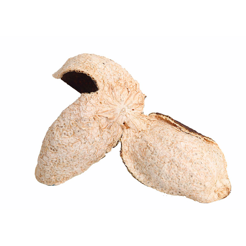 新會午夜直播免费看